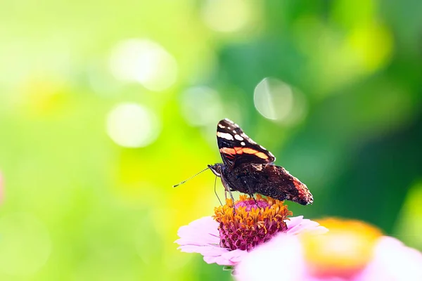 Papillon Sur Une Fleur — Photo