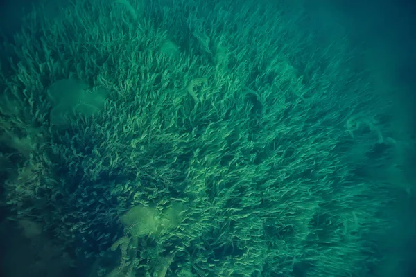 Озеро Подводный Пейзаж Абстрактный Голубая Прозрачная Вода Экологическая Охрана Природы — стоковое фото