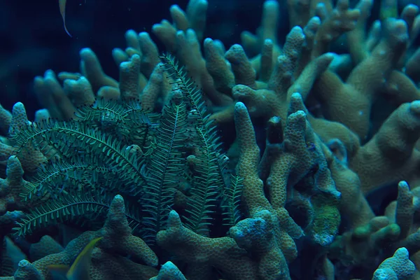 Горгонський Великий Розгалужений Корал Рифі Морському Узбережжі Підводного Життя Океані — стокове фото