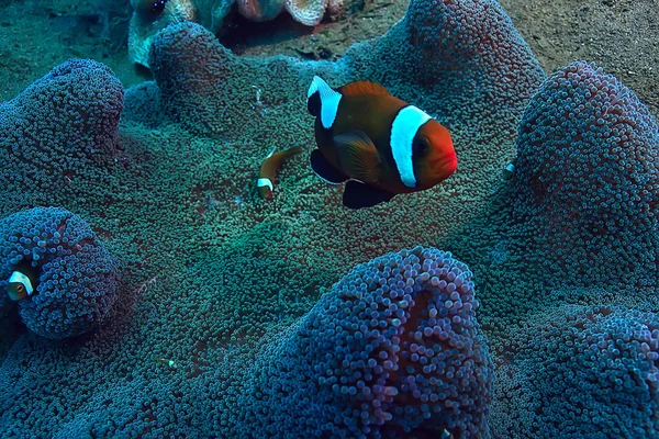 Podmořský Svět Modrá Mořská Divočina Světový Oceán Úžasný Podmořský — Stock fotografie