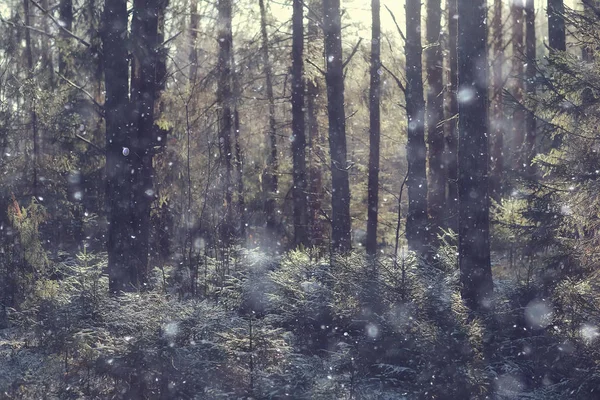 Winterlandschap Het Bos Sneeuwweer Januari Prachtig Landschap Het Besneeuwde Bos — Stockfoto