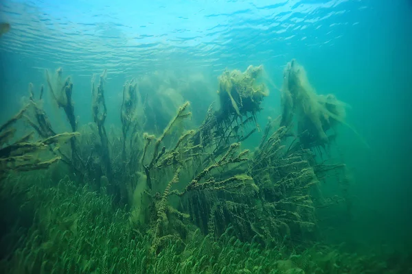 Árvores Submersas Inundado Subaquático Lago Selva Fresca Água Ecologia Bela — Fotografia de Stock