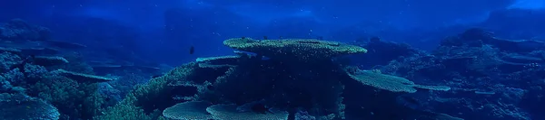 Cena Subaquática Recife Coral Mundo Oceano Paisagem Vida Selvagem — Fotografia de Stock