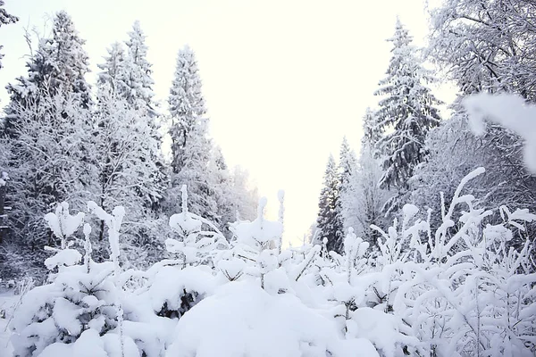 Abstrakt Bakgrund Landskap Vinter Skog Frost Täckt Träd Grenar Snöigt — Stockfoto