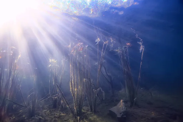 sun rays river underwater landscape / abstract underwater landscape plants fresh ecosystem
