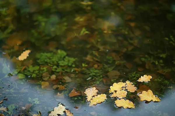 Pád Mokrého Listí Pozadí Podzimního Pozadí Žluté Listy Spadly Stromů — Stock fotografie