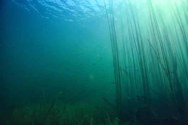 See Hintergrund Wasser Unterwasser Abstrakt Süßwasser Tauchen Hintergrund Natur Unterwasser — Stockfoto