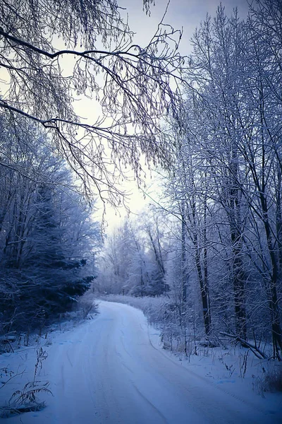 Winterlandschap Het Bos Sneeuwweer Januari Prachtig Landschap Het Besneeuwde Bos — Stockfoto