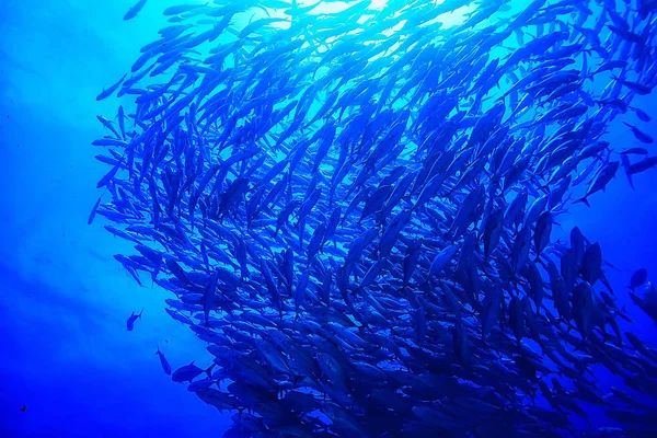 Sumergirse Escena Del Agua Mar Descansar Océano Vida Silvestre Bajo —  Fotos de Stock