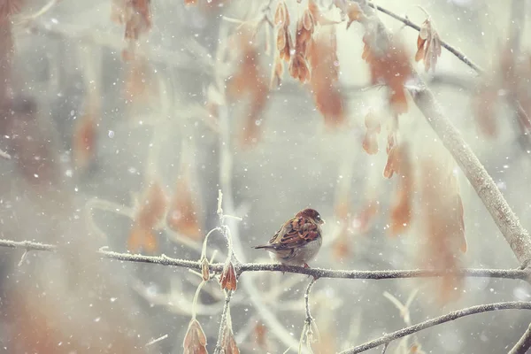 Aves Invernantes Bandada Aves Lago Invierno Aves Silvestres Lago Invierno — Foto de Stock