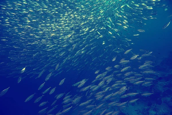 Barriera Corallina Vintage Tonificante Paesaggio Insolito Vita Subacquea Natura Oceanica — Foto Stock