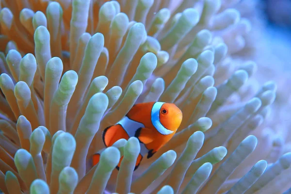 Clown Fish Coral Reef Makro Podwodne Sceny Widok Ryb Koralowych — Zdjęcie stockowe