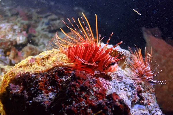 水中世界 青い海の荒野 世界の海 素晴らしい水中 — ストック写真