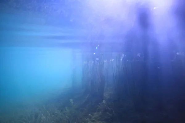 Unterwasser Grüne Landschaft Natur Unterwasser Ökologie See Wildes Tauchen — Stockfoto