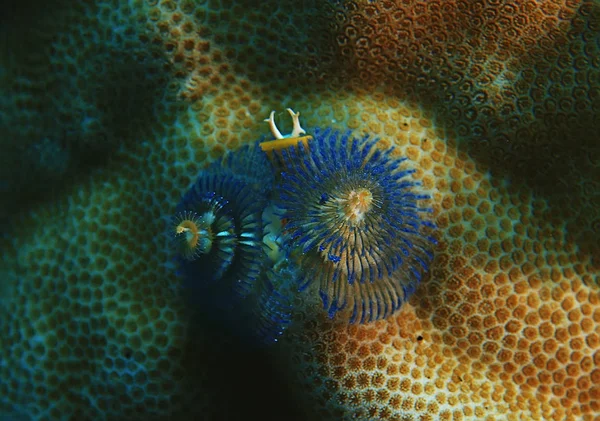 Arrecife Coral Macro Textura Fondo Abstracto Del Ecosistema Marino Arrecife —  Fotos de Stock