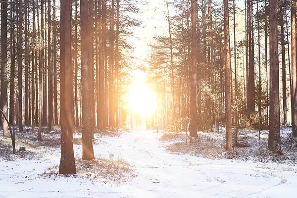 Solnedgång Vinter Skogen Februari Solnedgång Parken Snöskog Och Sol Vinter — Stockfoto