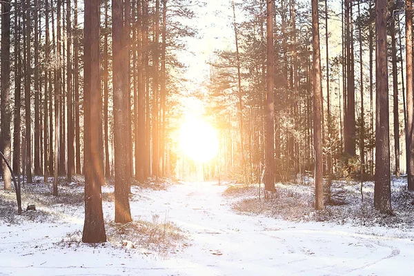 Zachód Słońca Lesie Zimowym Luty Zachód Słońca Parku Snow Forest — Zdjęcie stockowe