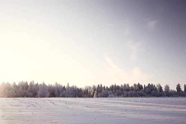 зимний пейзаж в лесу / снежная погода в январе, красивый пейзаж в снежном лесу, поездка на север
