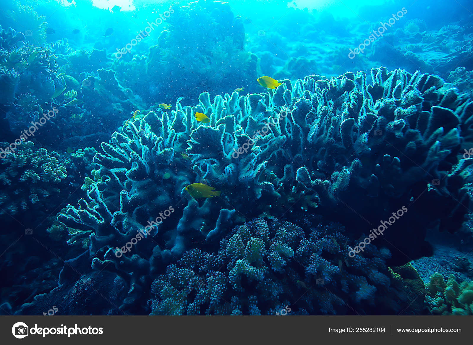 Marine Ecosystem Underwater View Blue Ocean Wild Nature Sea Abstract