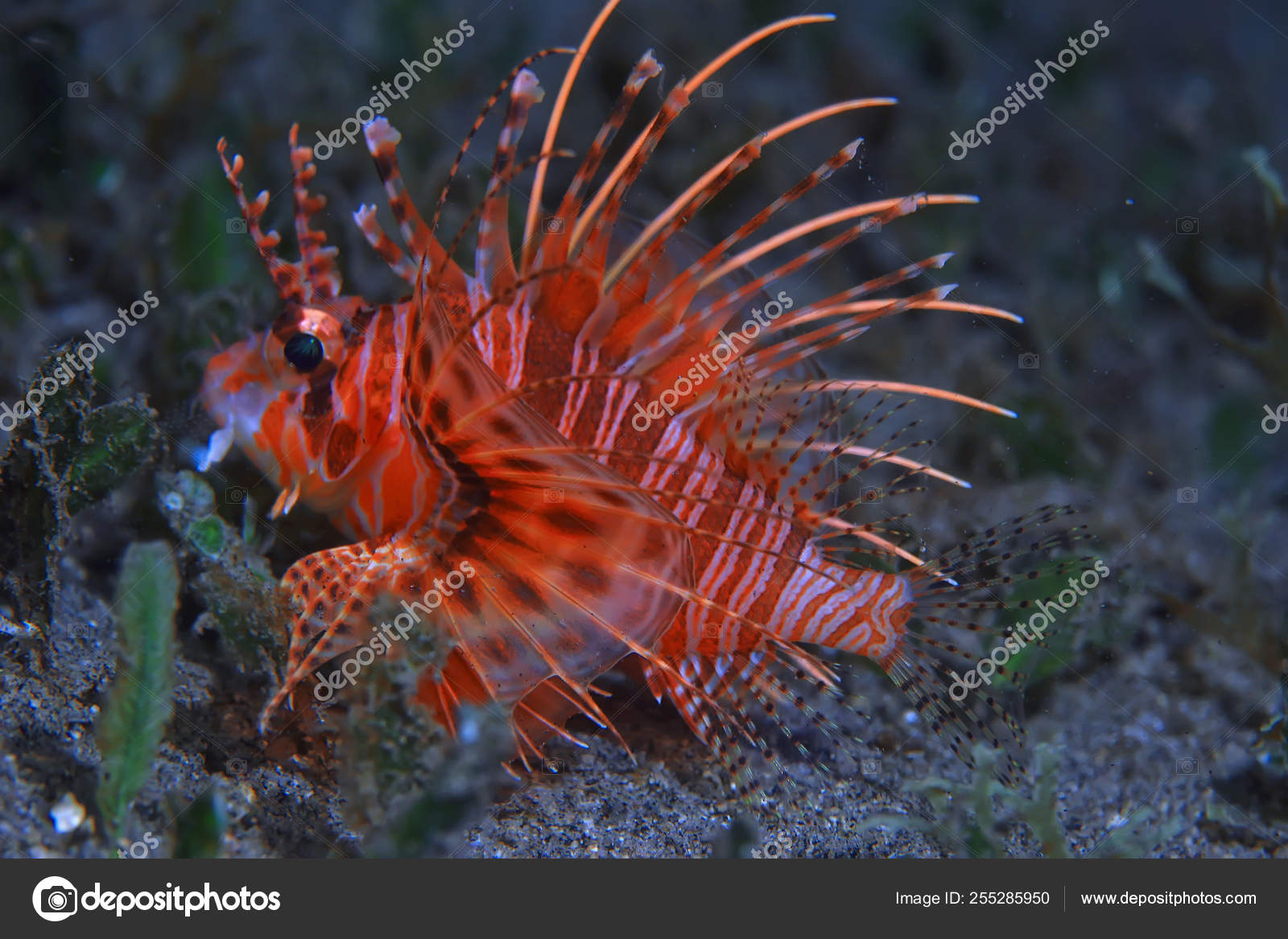 https://st4.depositphotos.com/1400069/25528/i/1600/depositphotos_255285950-stock-photo-scorpion-underwater-photo-underwater-view.jpg