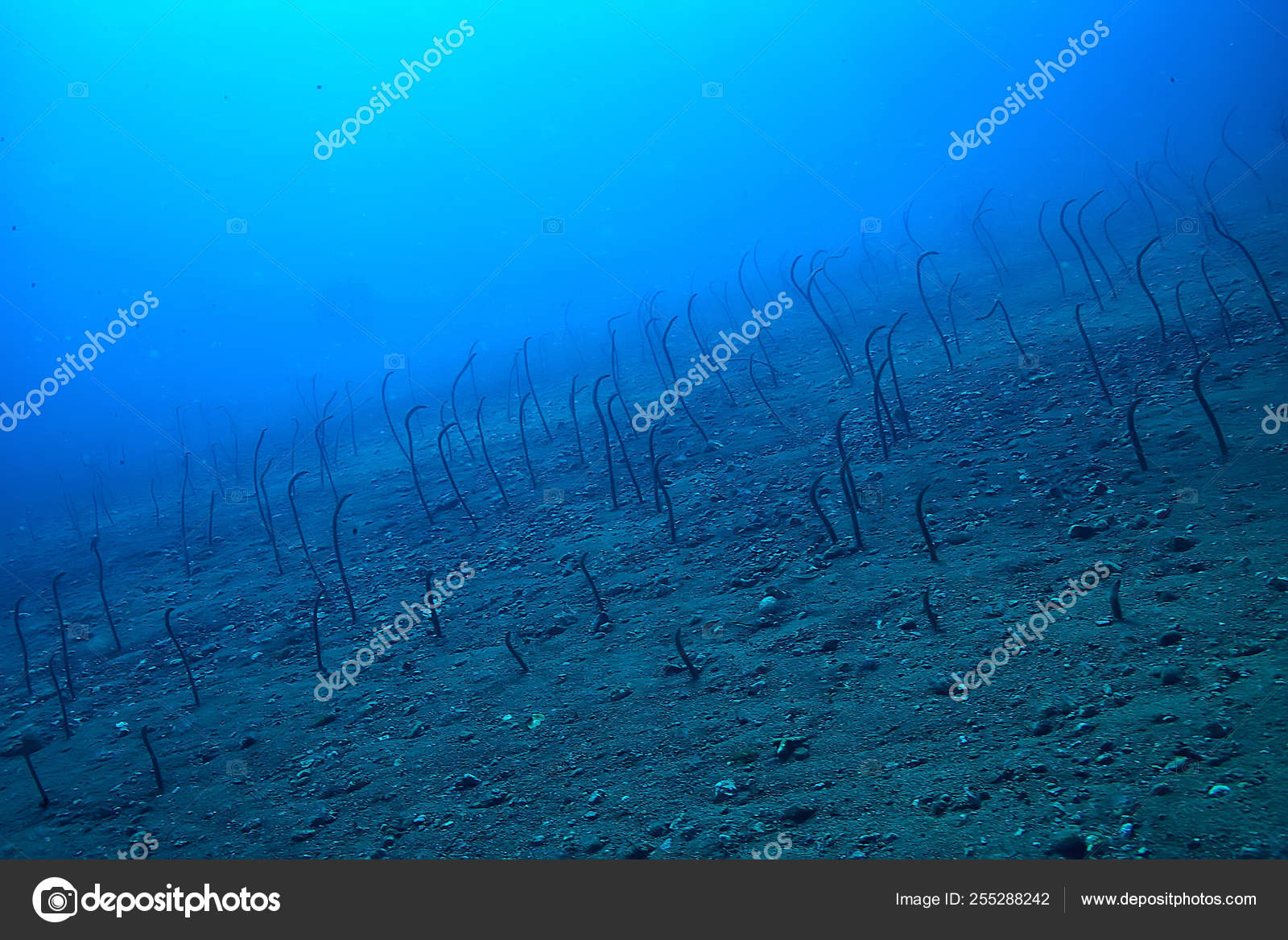 Marine Ecosystem Underwater View Blue Ocean Wild Nature Sea Abstract