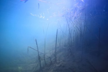 ekoloji ekolojik felaket manzara nehir sualtı