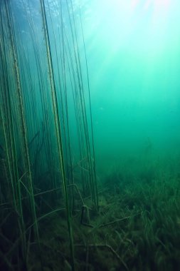 ekoloji ekolojik felaket manzara nehir sualtı
