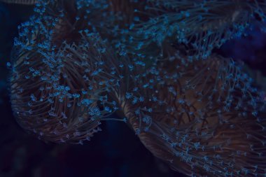 mercan resifi makro/doku, soyut deniz ekosistemi arka plan üzerinde bir mercan resifi