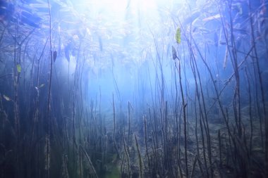 Bataklık sualtı manzara soyut/batık ağaçlar ve net suda yosun, ekoloji sualtı dünyası