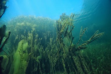 Bataklık sualtı manzara soyut/batık ağaçlar ve net suda yosun, ekoloji sualtı dünyası