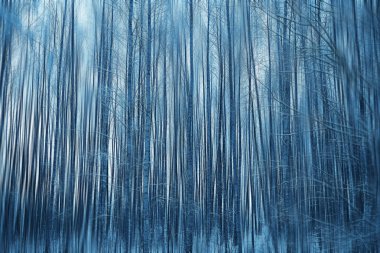 arka plan bulanık dikey kış kışın orman soyut orman