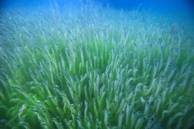 Bataklık sualtı manzara soyut/batık ağaçlar ve net suda yosun, ekoloji sualtı dünyası