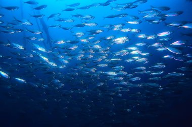 sualtı dünyası/mavi deniz vahşi, dünya Okyanusu, inanılmaz sualtı