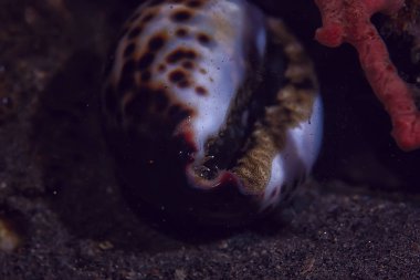 mercan resifi sualtı/deniz mercan Lagünü, okyanus ekosistemi