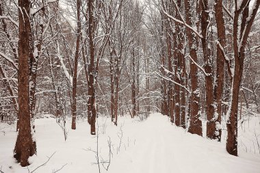 kış manzara orman/karlı havalarda Ocak, karlı ormanda güzel manzara, kuzeye bir gezi