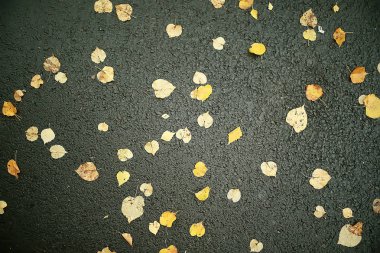 Sonbahar ıslak yaprakları arka plan/sonbahar arka plan, sarı yaprakları ağaçlardan düşmüş, yaprakları sonbahar, sonbahar Parkı