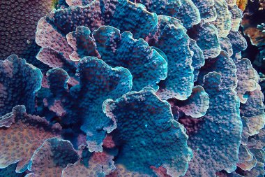 mercan resif sualtı/Lagünü ile mercanlar, sualtı peyzaj, şnorkelli yüzme gezisi