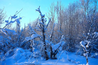 kış manzara orman/karlı havalarda Ocak, karlı ormanda güzel manzara, kuzeye bir gezi