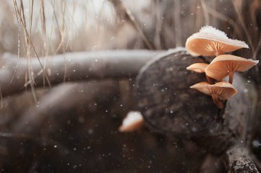 kış manzara orman/karlı havalarda Ocak, karlı ormanda güzel manzara, kuzeye bir gezi