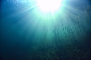 arka plan doğa güneş mavi mavi deniz sualtı su deniz ışınları
