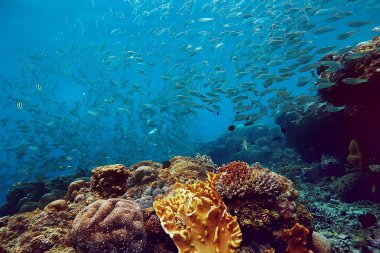 birçok Caranx sualtı/büyük balık Flock, sualtı dünyası, okyanus ekolojik sistemi