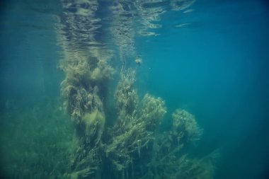 ağaçlar ekoloji göl güzel manzara su sular taze