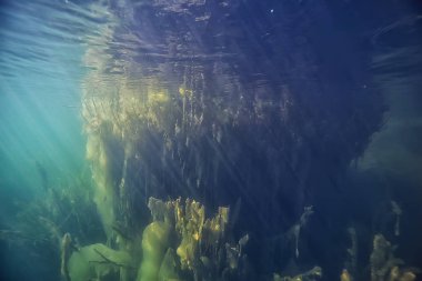 ağaçlar ekoloji göl güzel manzara su sular taze