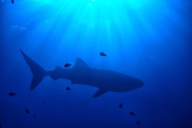 Balina köpekbalığı sahne manzara/soyut sualtı büyük deniz balığı, macera, Dalış, şnorkelli yüzme