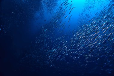 su/deniz ekosistemi altında scad söve, mavi bir arka planda balık büyük okul, canlı soyut balık