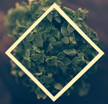 arka plan doğa/sıradışı yaprak yeşil çerçeve