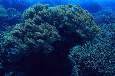mercan resifi sualtı/deniz mercan Lagünü, okyanus ekosistemi