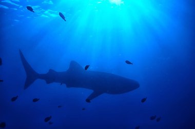 deniz ekosistemi sualtı görünümü/denizdeki mavi okyanus vahşi doğa, soyut arka plan