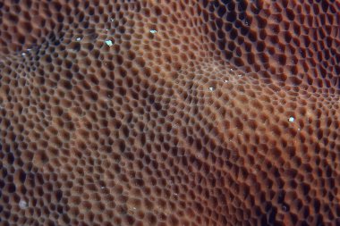 mercan resifi makro/doku, soyut deniz ekosistemi arka plan üzerinde bir mercan resifi