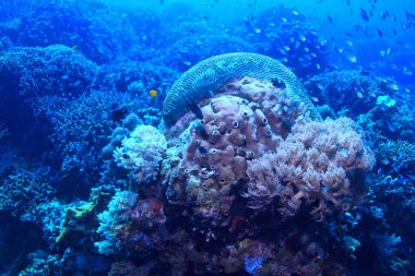 mercan resifi makro/doku, soyut deniz ekosistemi arka plan üzerinde bir mercan resifi